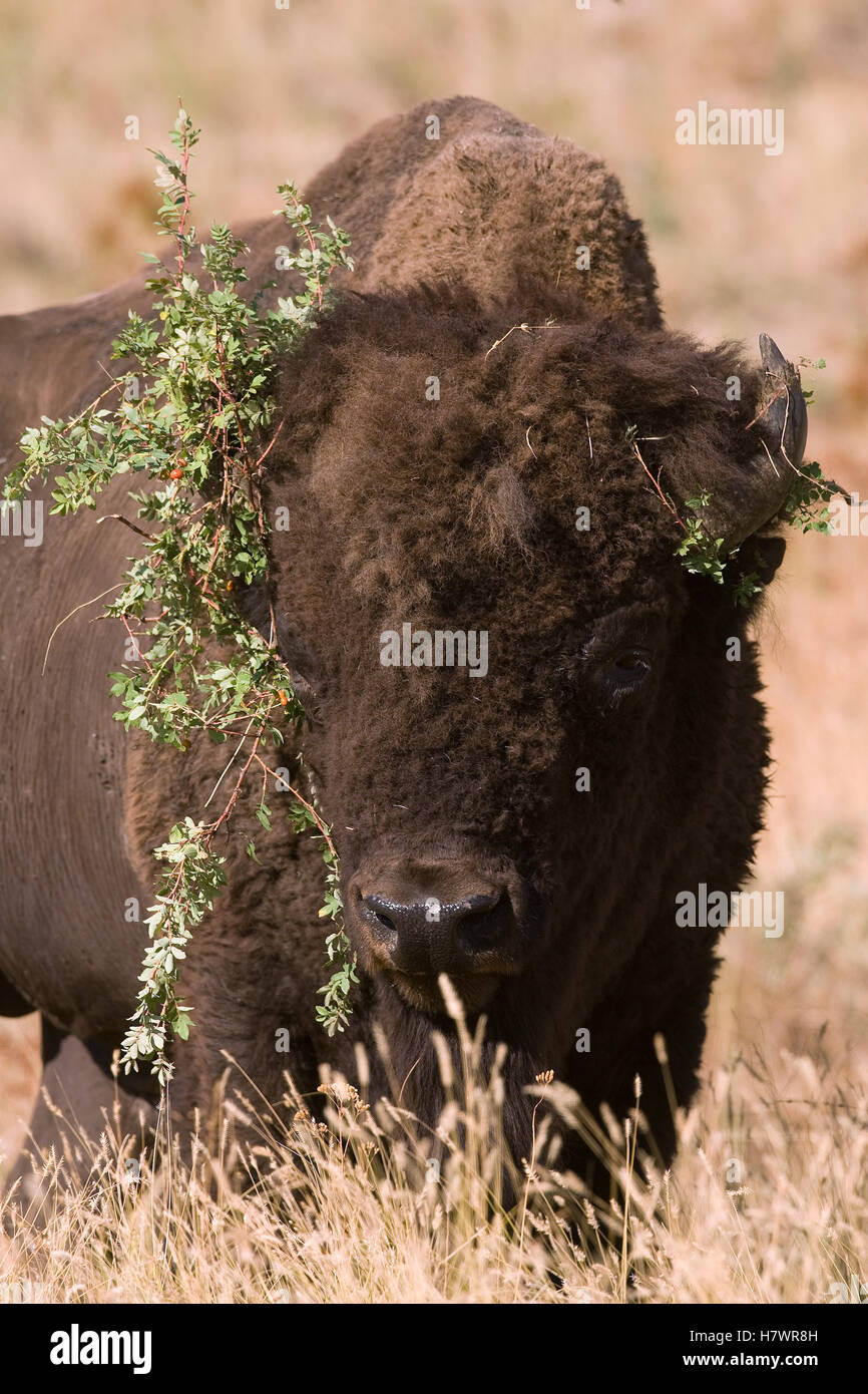 American Bison (Bison bison) with branches on head, western Montana