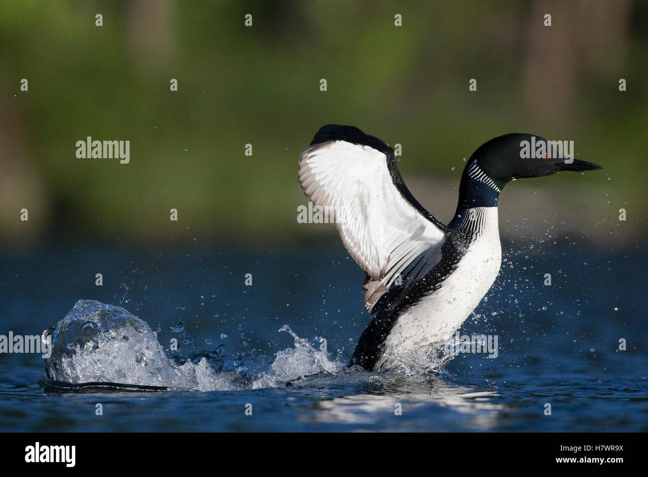 Common Loon Gavia Immer Running On Water Western Montana Stock Photo