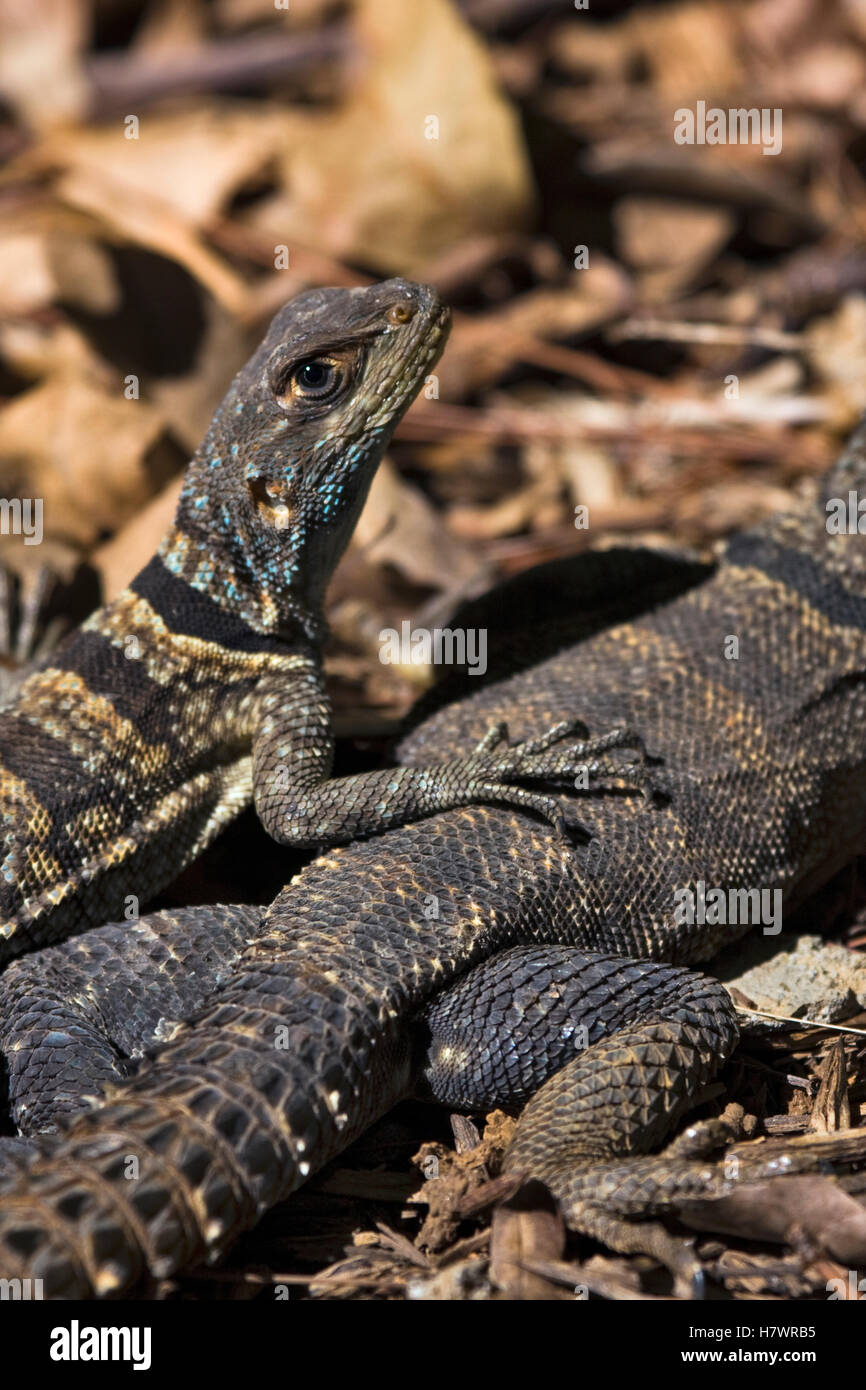 Cuvier’s Madagascar Swift (Oplurus cuvieri) lizard on top of another