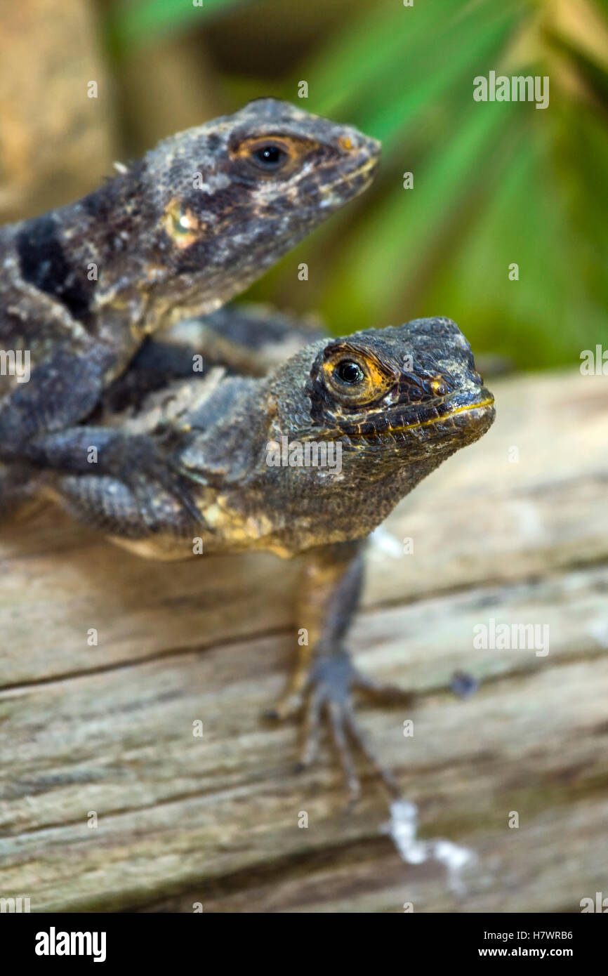 Cuvier’s Madagascar Swift (Oplurus cuvieri) lizard pair on a tree trunk