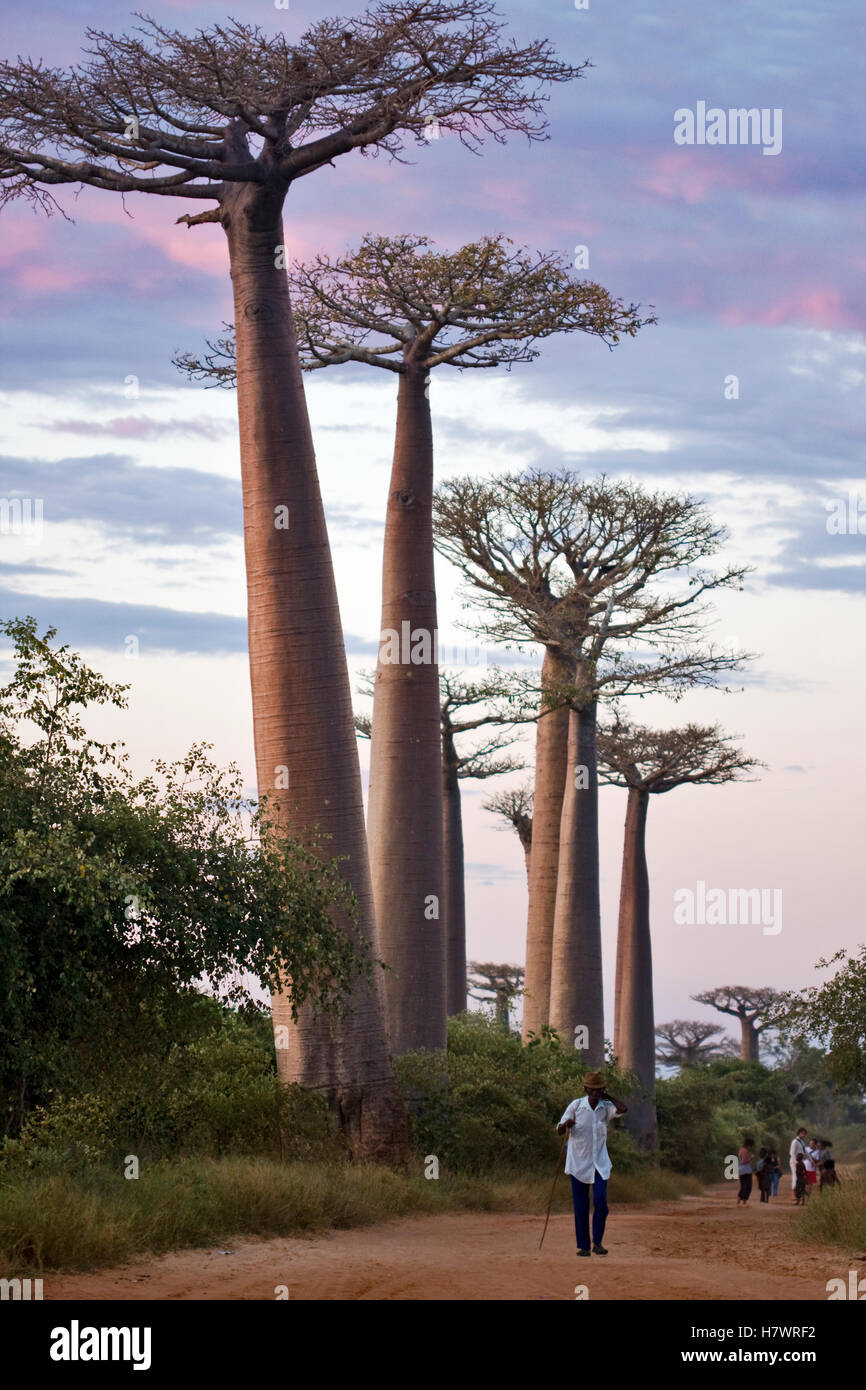 Grandidier's Baobab (Adansonia grandidieri) trees in famous Avenue of ...