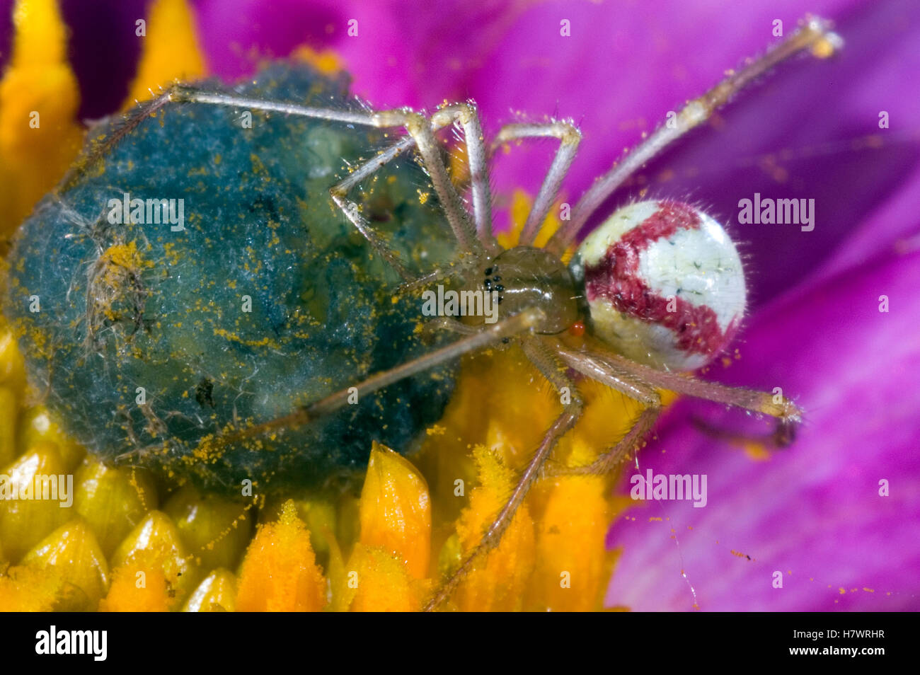 Comb-footed Spider (Enoplognatha ovata) with eggs on flower, Netherlands Stock Photo