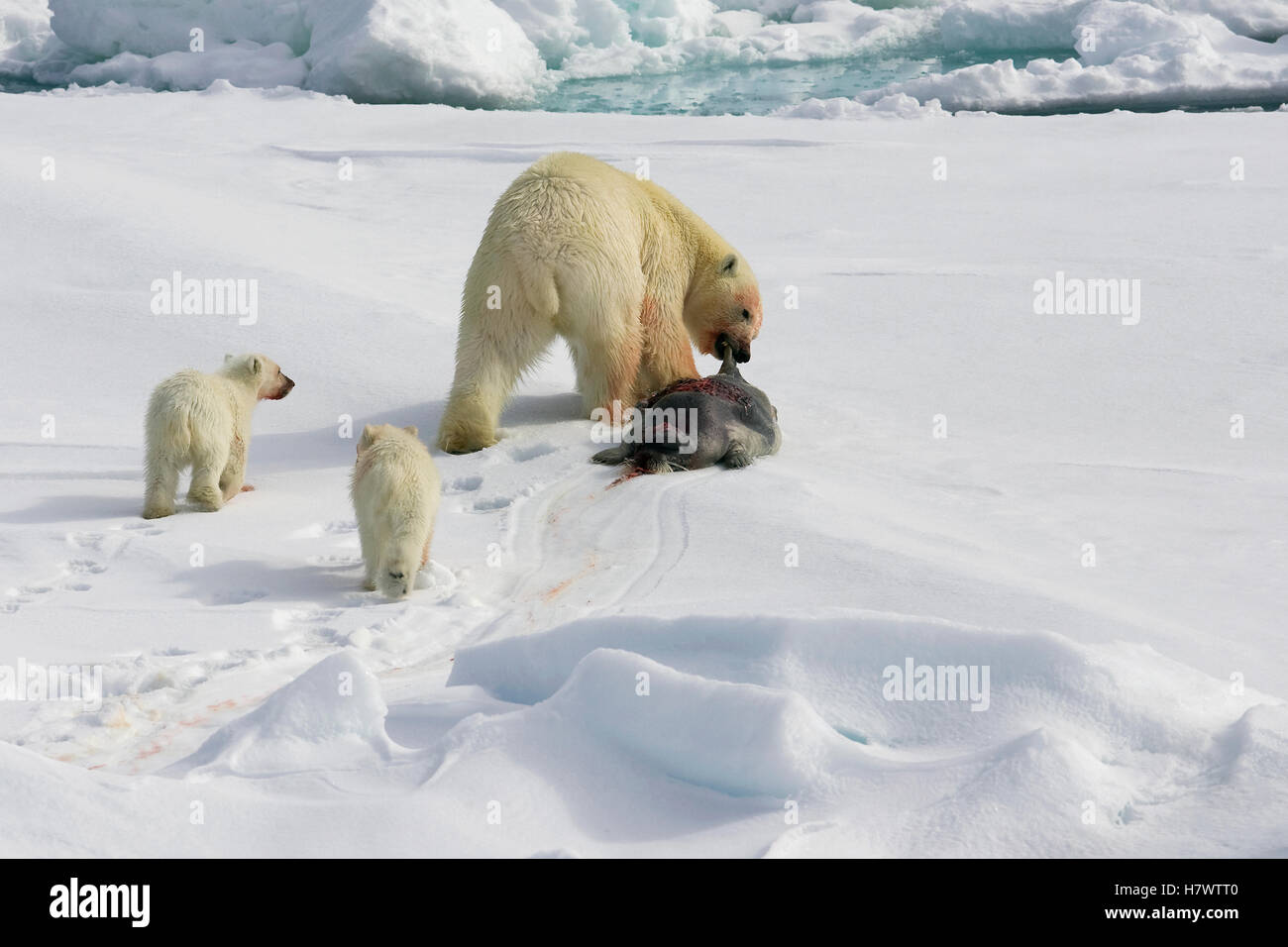 Polar Bear (Ursus maritimus) with cubs dragging a dead seal, Svalbard