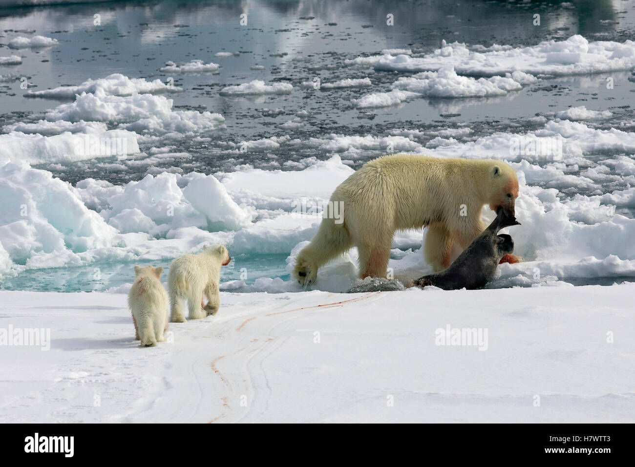 Polar Bear (Ursus maritimus) with cubs dragging a dead seal, Svalbard
