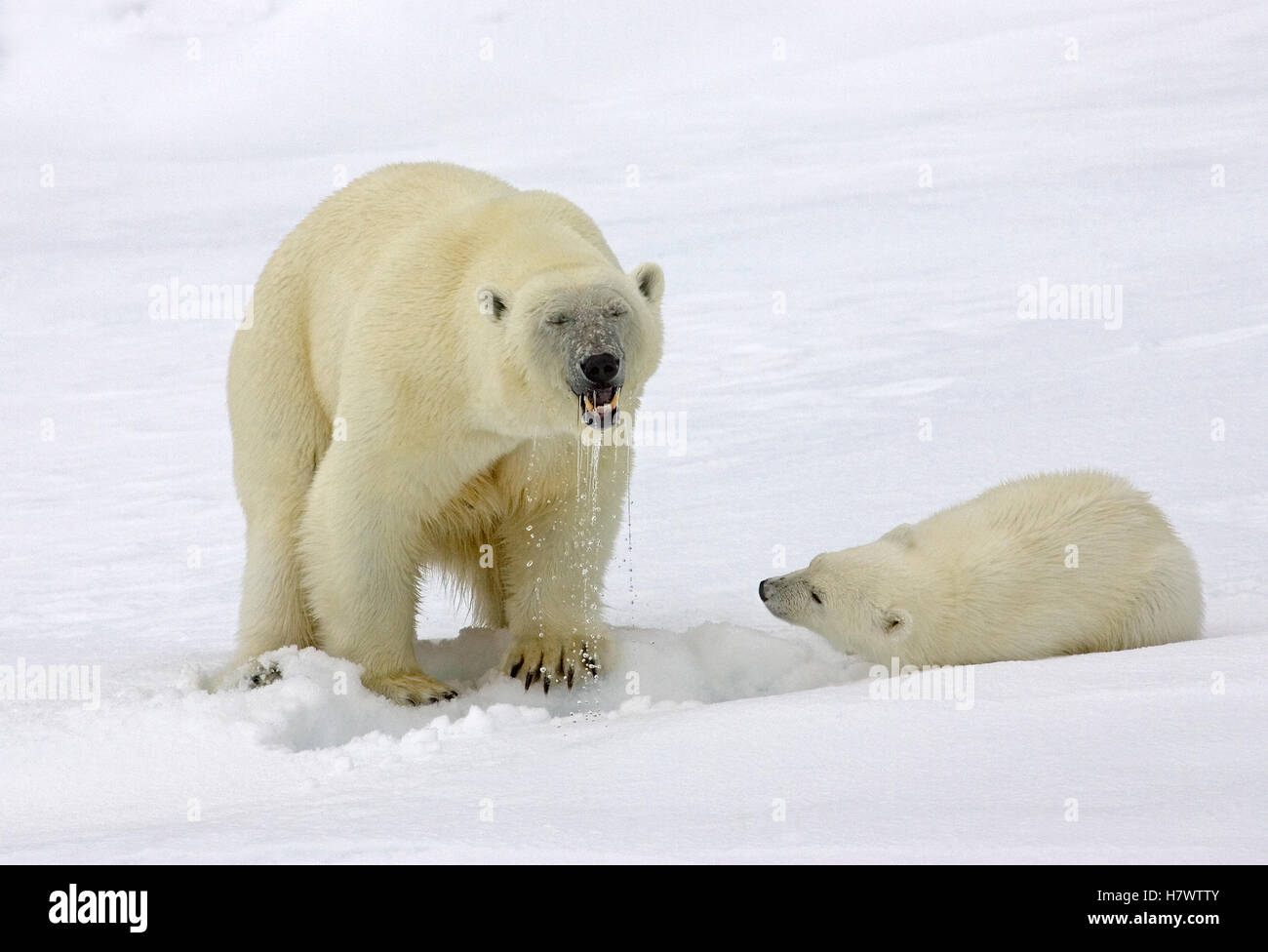 Polar Bear (Ursus maritimus) with cub hunting for prey underneath the ...