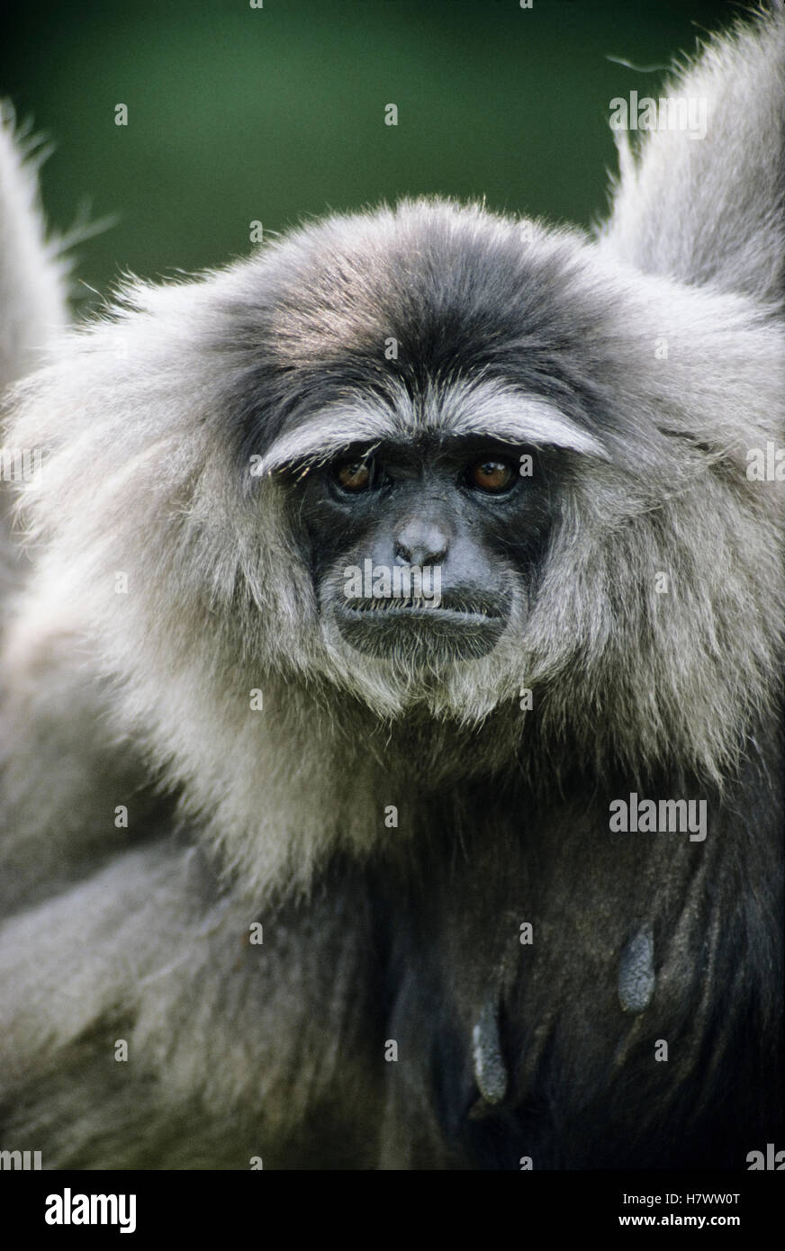 Silvery Gibbon (Hylobates moloch) portrait, native to Java, Indonesia