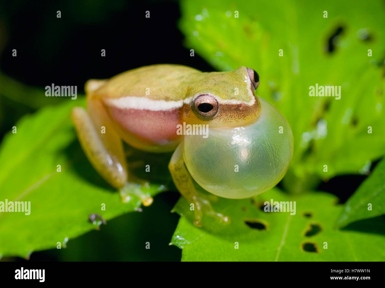 Painted Treefrog (Tlalocohyla picta) calling, Calakmul Biosphere