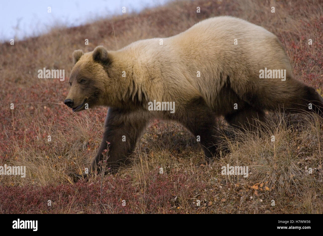 Grizzly Bear (Ursus arctos horribilis) sow, Alaska Stock Photo Alamy
