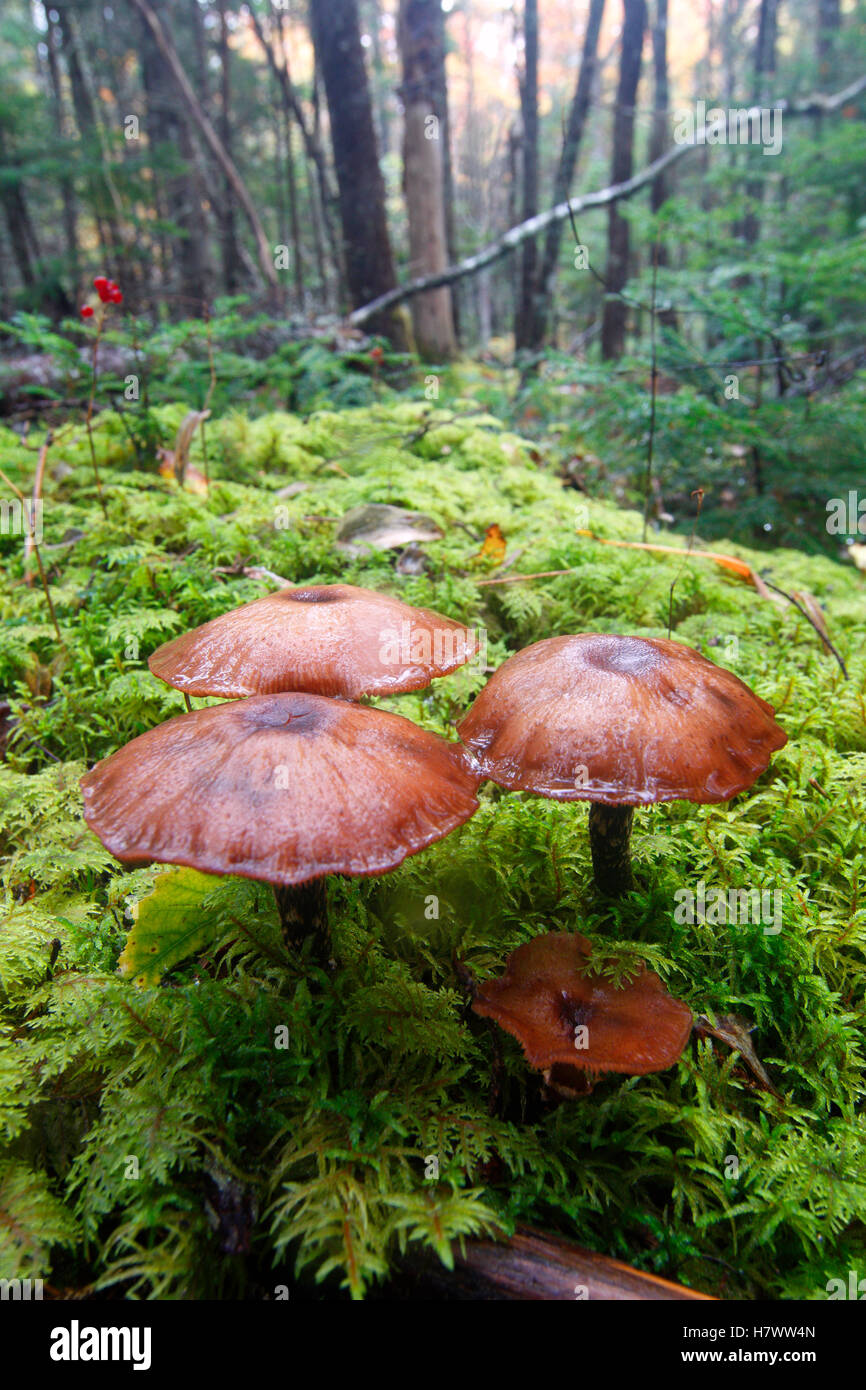 Eastern Flattopped Mushroom (Agaricus group, Kejimkujik