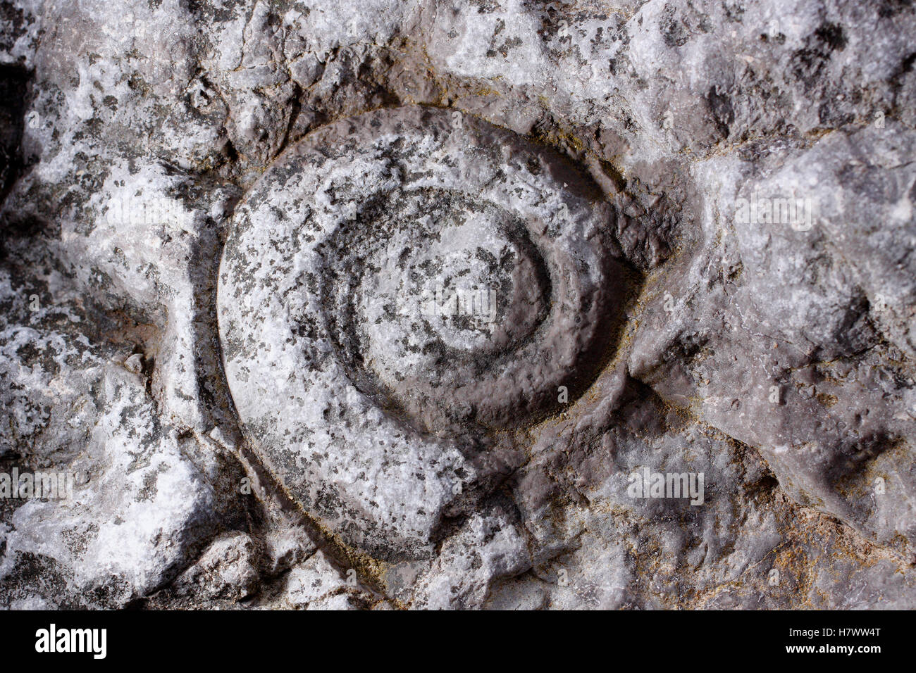 Nautilus fossil, Table Point Ecological Reserve, Canada Stock Photo