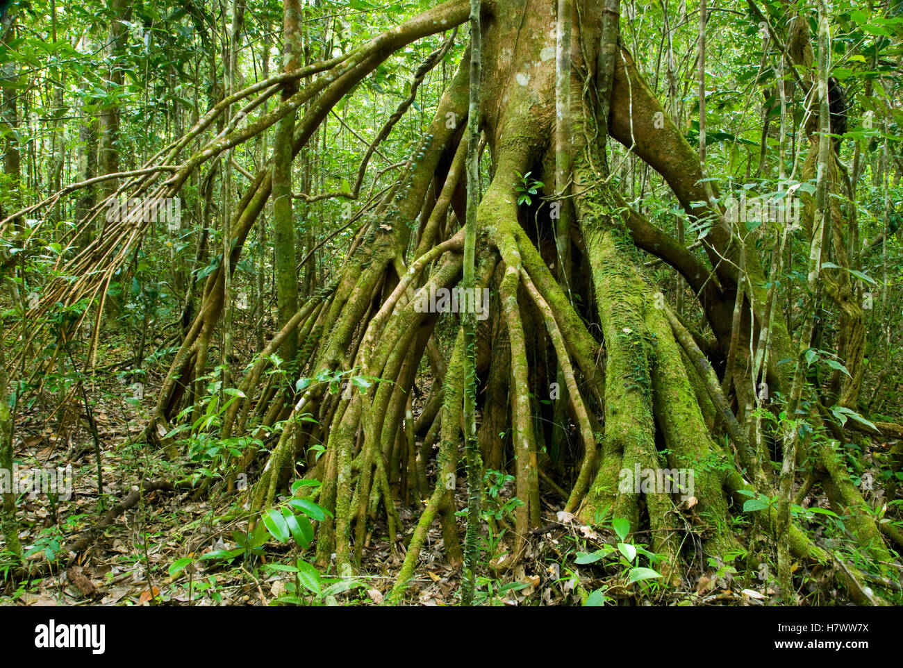 SugarPlum (Uapaca sp) stilt roots, Marojejy National Park, Madagascar Stock Photo Alamy