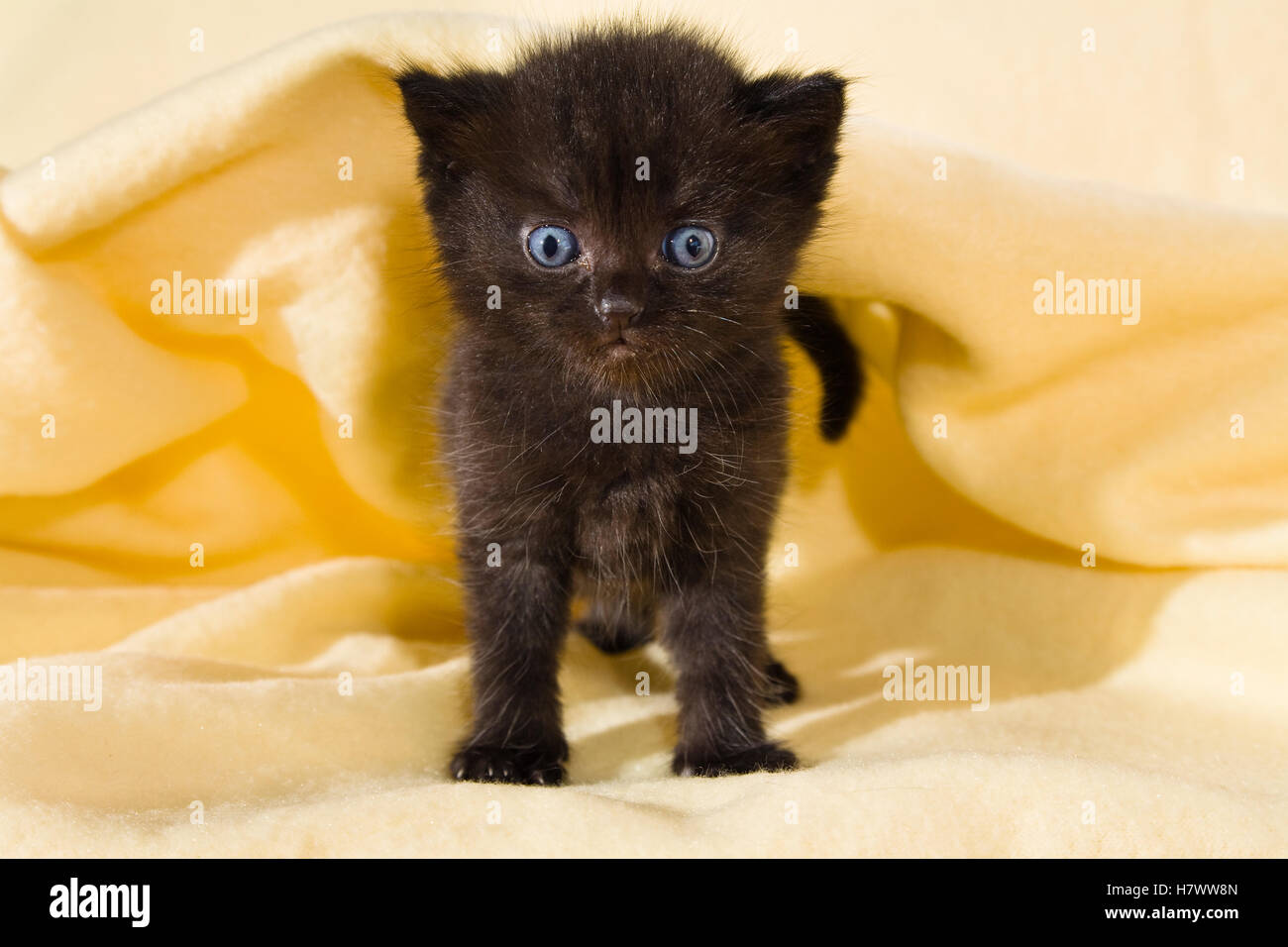 Domestic Cat (Felis catus) kitten with blue eyes, on sofa, Germany Stock Photo Alamy