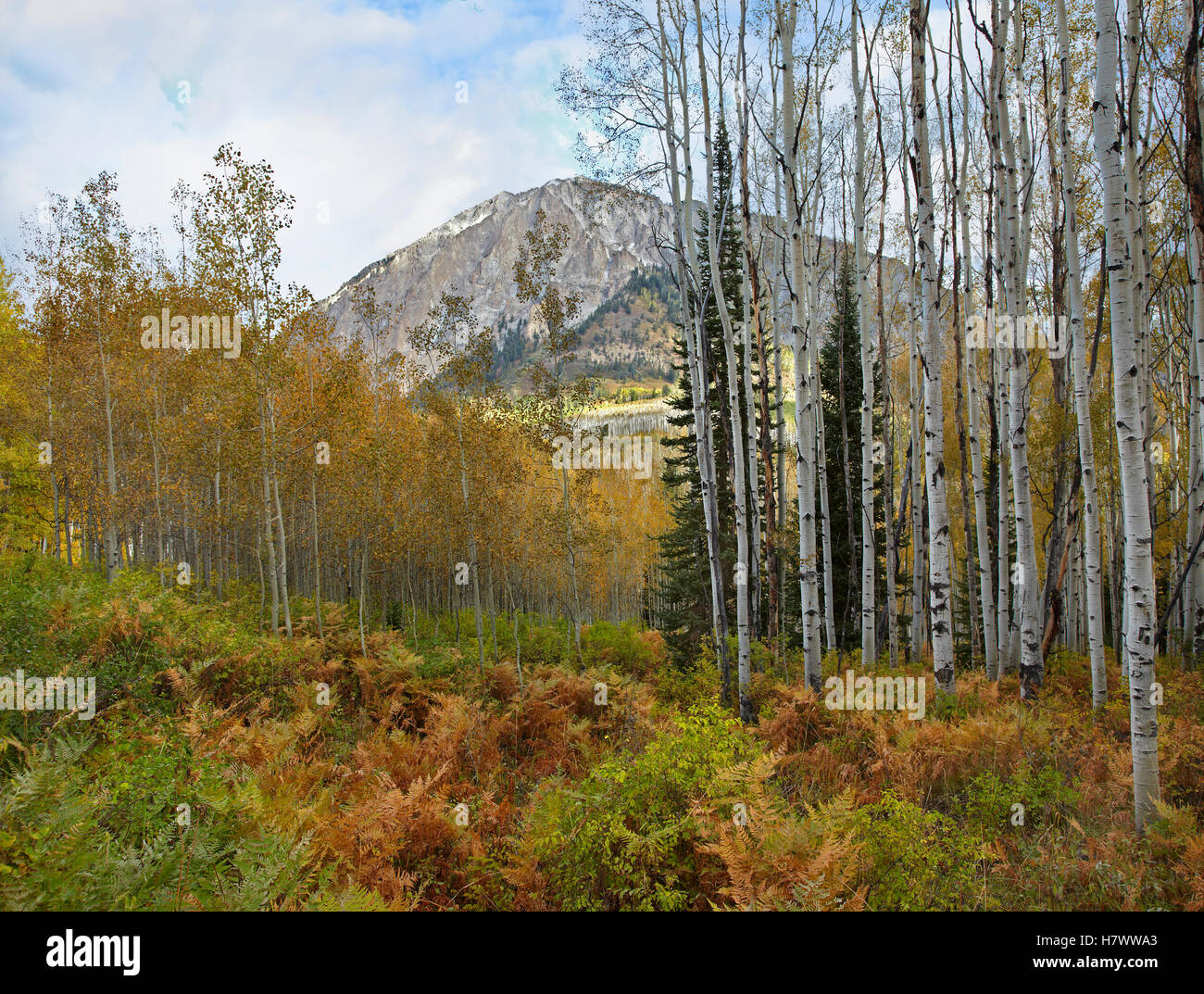 Quaking Aspen (Populus tremuloides) trees and Marcellina Mountain near Crested Butte, Colorado Stock Photo