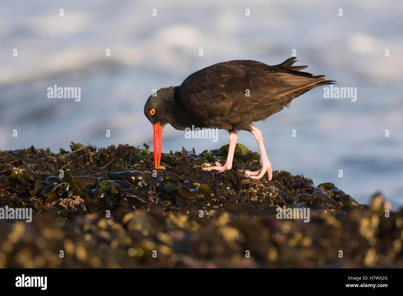 Black Oystercatcher (Haematopus bachmani) foraging for invertebrates in
