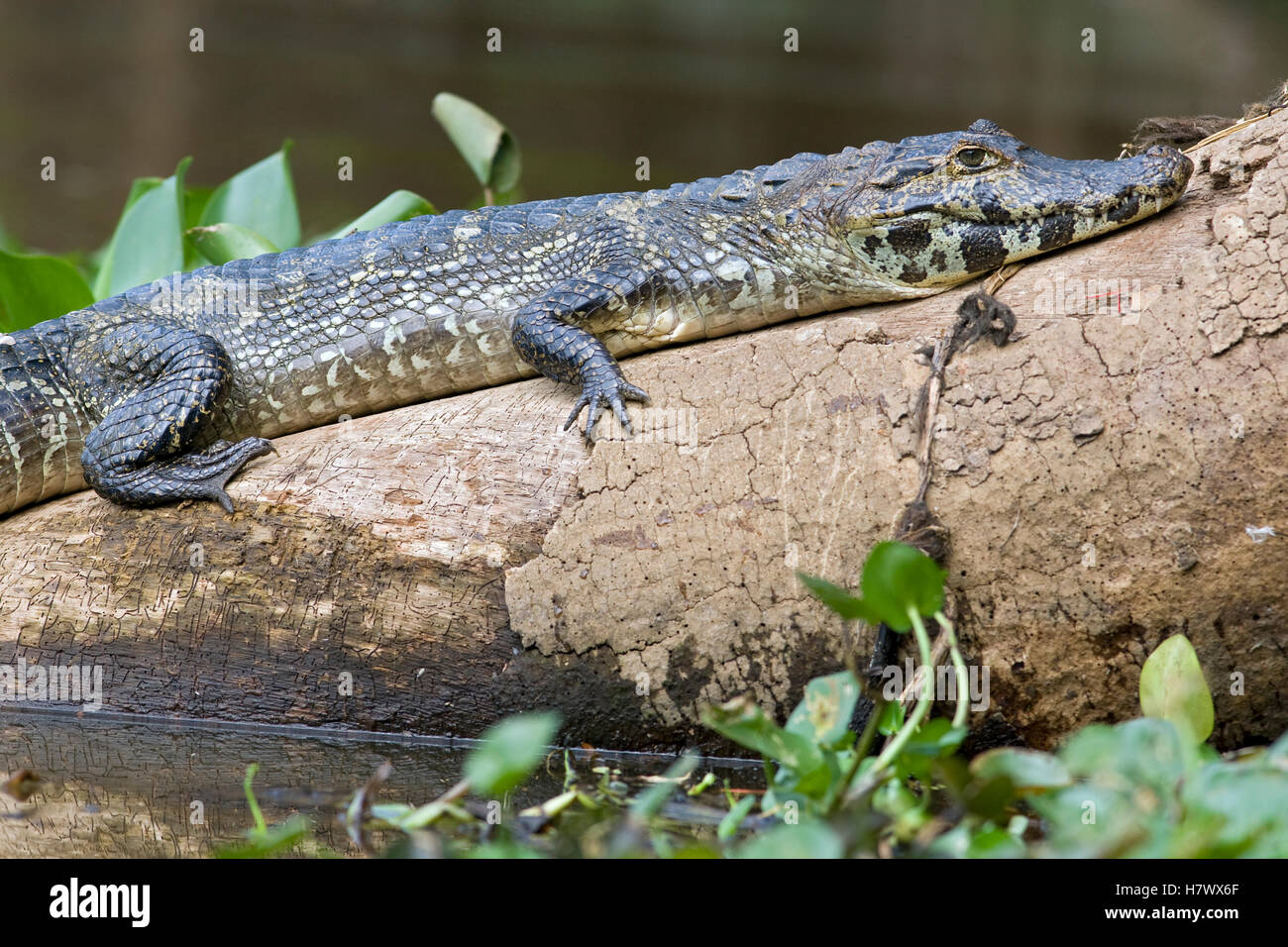 Spectacled Caiman (Caiman crocodilus) on shore, Pantanal, Brazil Stock