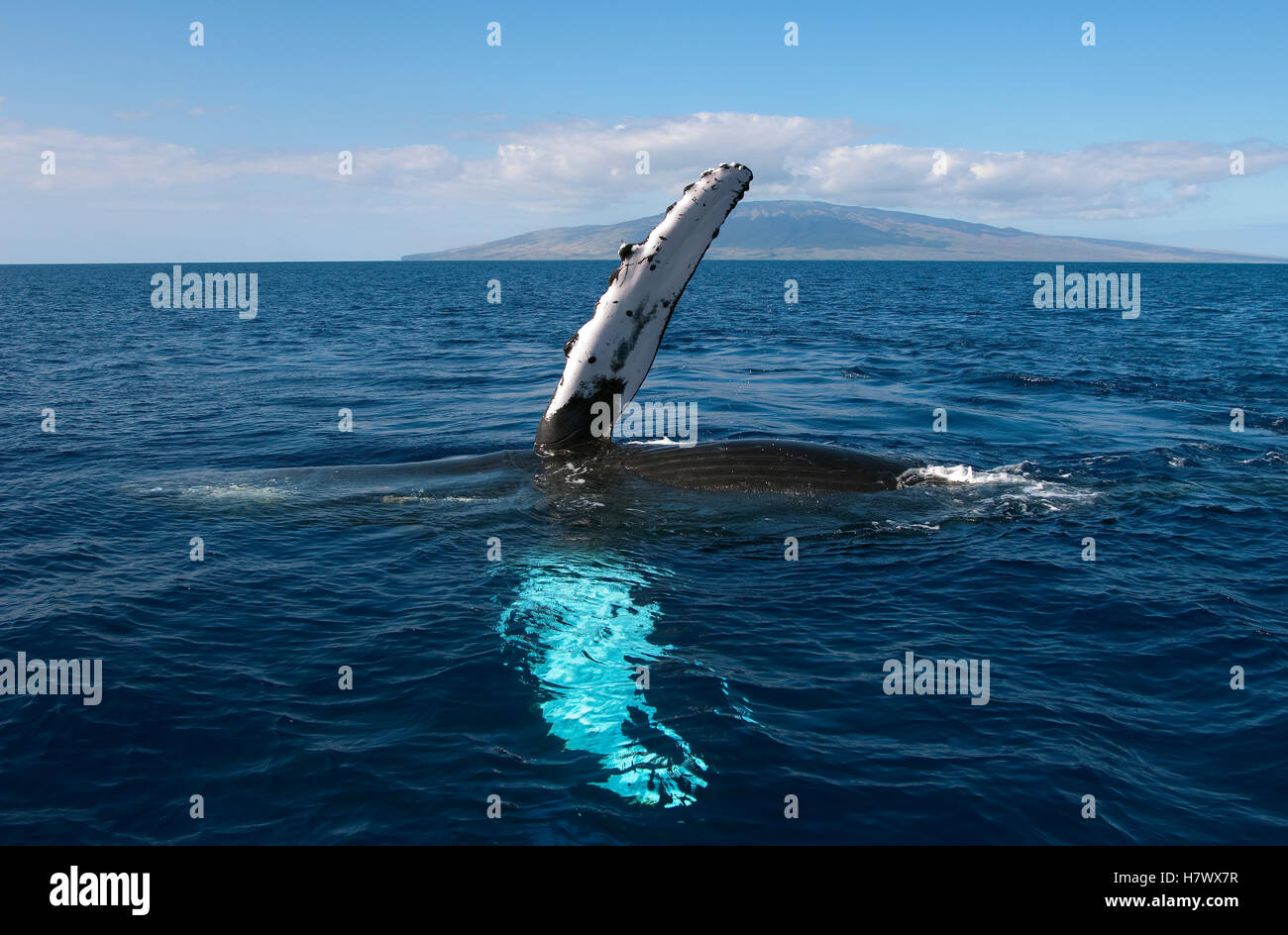 Megaptera Humpback Whale (Megaptera novaeangliae) waving pectoral fin, Maui ...