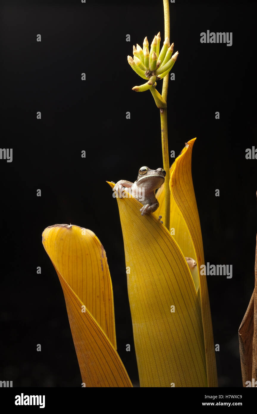 Tree Frog (Hylidae) emerging from the shelter of a carnivorous Bromeliad (Brocchinia reducta), Venezuela Stock Photo