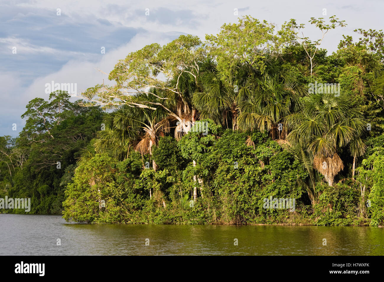 Rainforest at Sandoval Lake, Peru Stock Photo - Alamy
