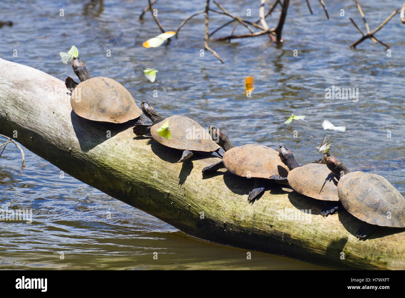 Yellow-spotted Amazon River Turtle (Podocnemis unifilis) group basking ...