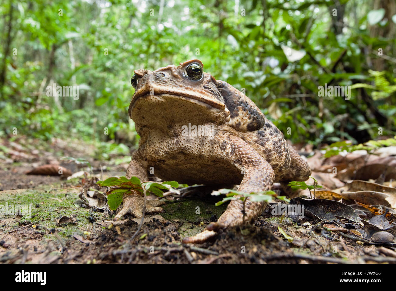 Cane Toad (Bufo marinus) in rainforest, Tambopata National Reserve