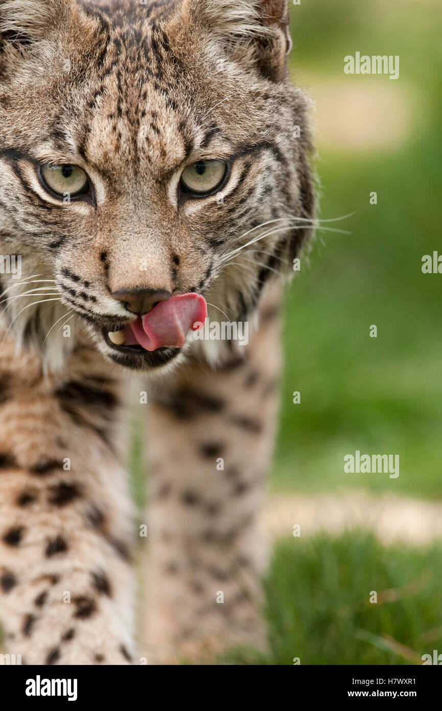 Spanish Lynx (Lynx pardinus) at captive breeding center, Andalusia ...