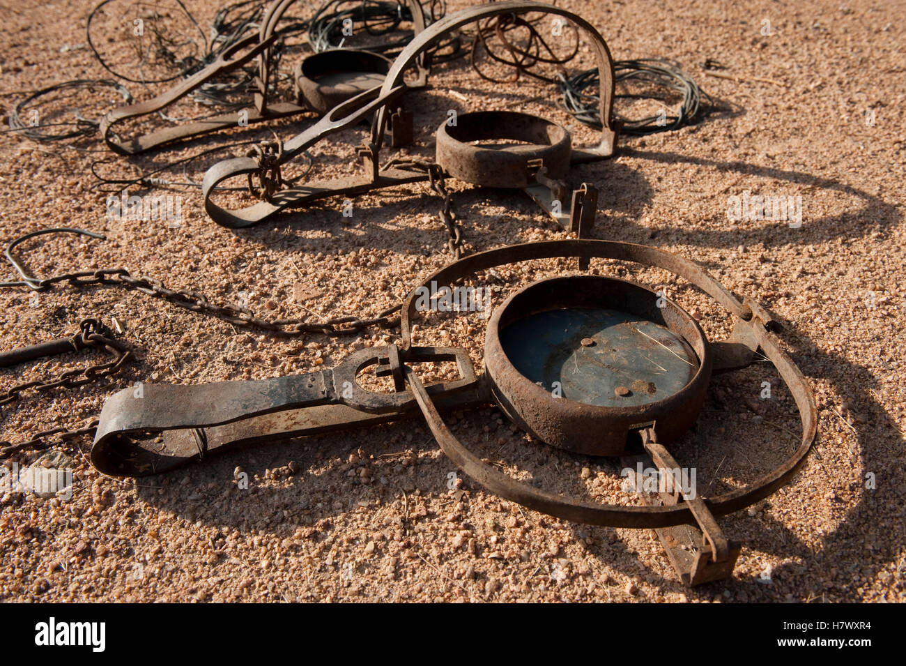 Leghold traps and wire snares which are used illegally to eradicate