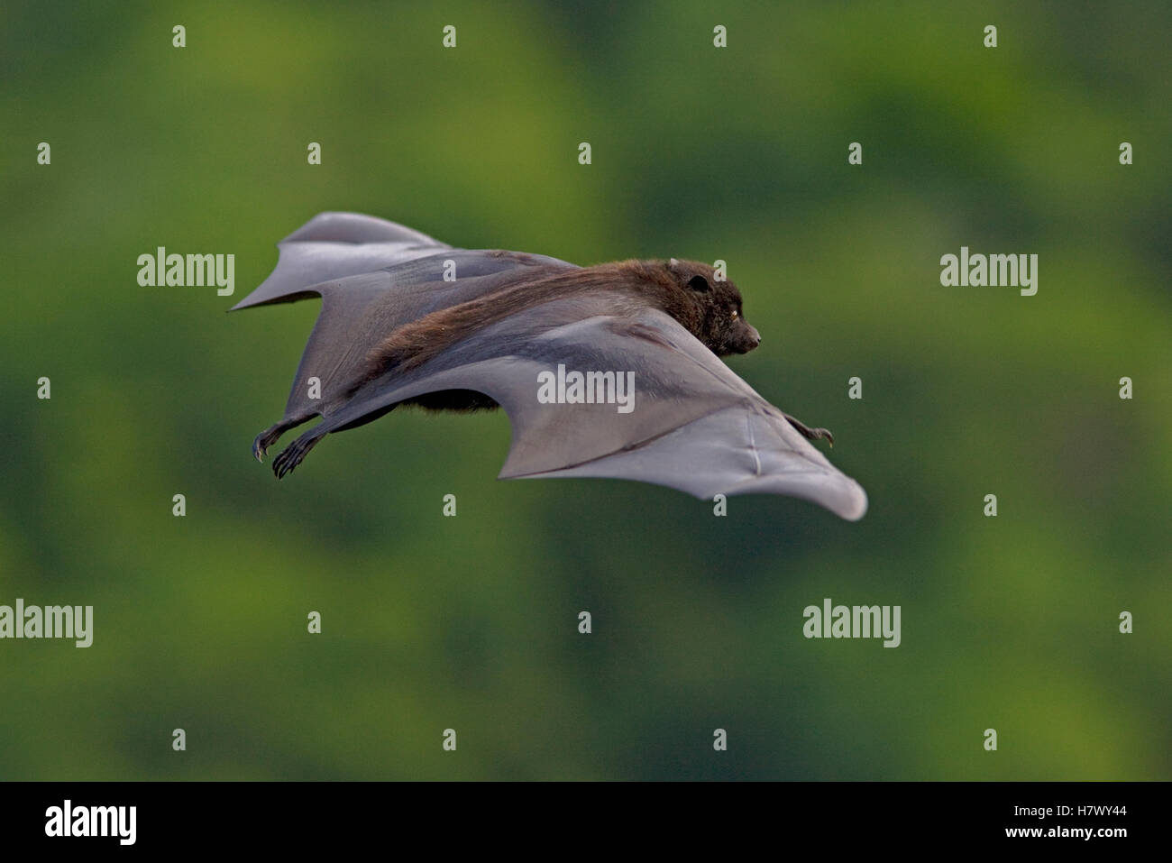 Blackeared Flying Fox (Pteropus melanotus), Christmas Island