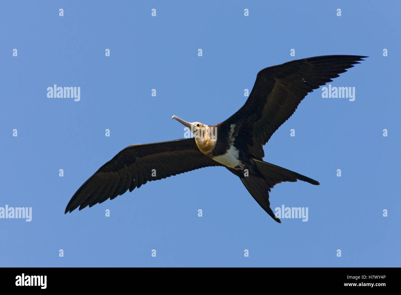 Christmas Island Frigatebird (Fregata andrewsi) flying, Christmas