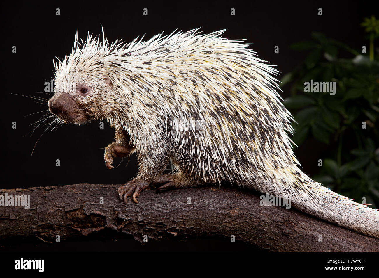 Brazilian Porcupine (Coendou prehensilis), native to Brazil, Argentina, Venezuela, the Guyanas, and Bolivia Stock Photo