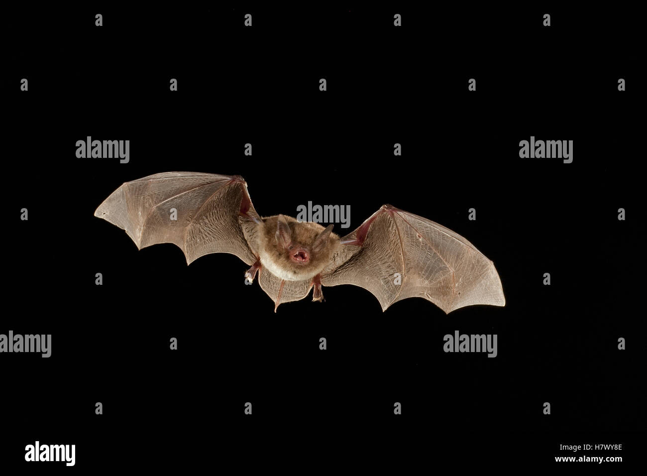 Southeastern Myotis (Myotis austroriparius) bat flying at night, Big Thicket National Preserve, Texas Stock Photo