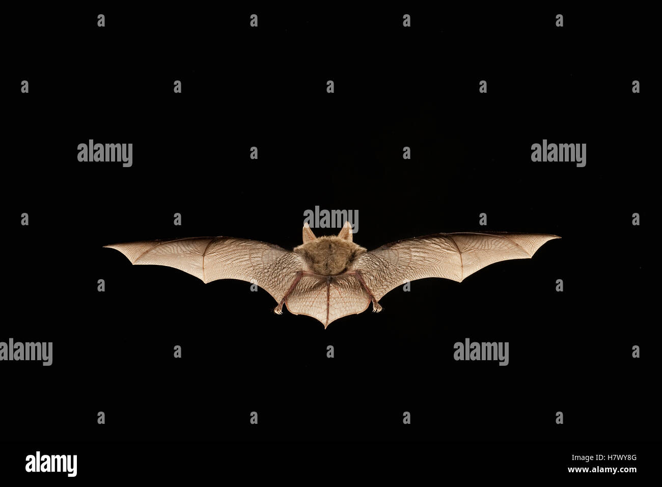 Eastern Big-eared Bat (Corynorhinus rafinesquii) flying at night, Big