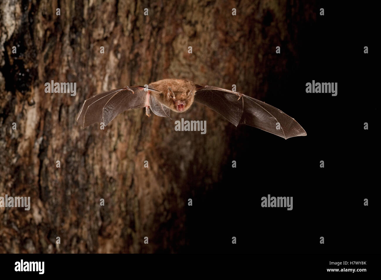 Southeastern Myotis (Myotis austroriparius) bat emerges from a hollow tree roost at dusk, central Texas Stock Photo
