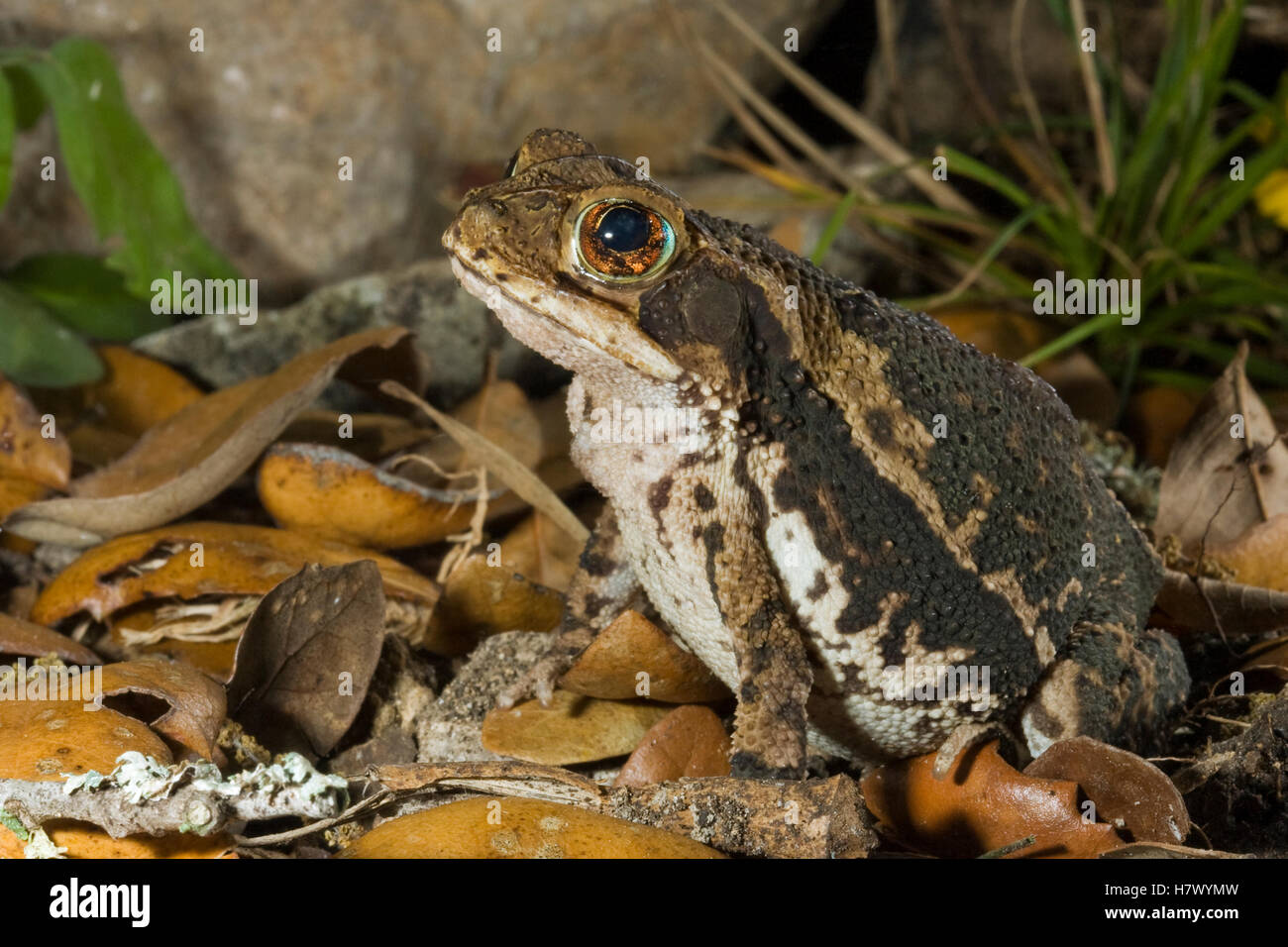 Gulf Coast Toad (Bufo valliceps) amid leaf litter, Red Corral Ranch
