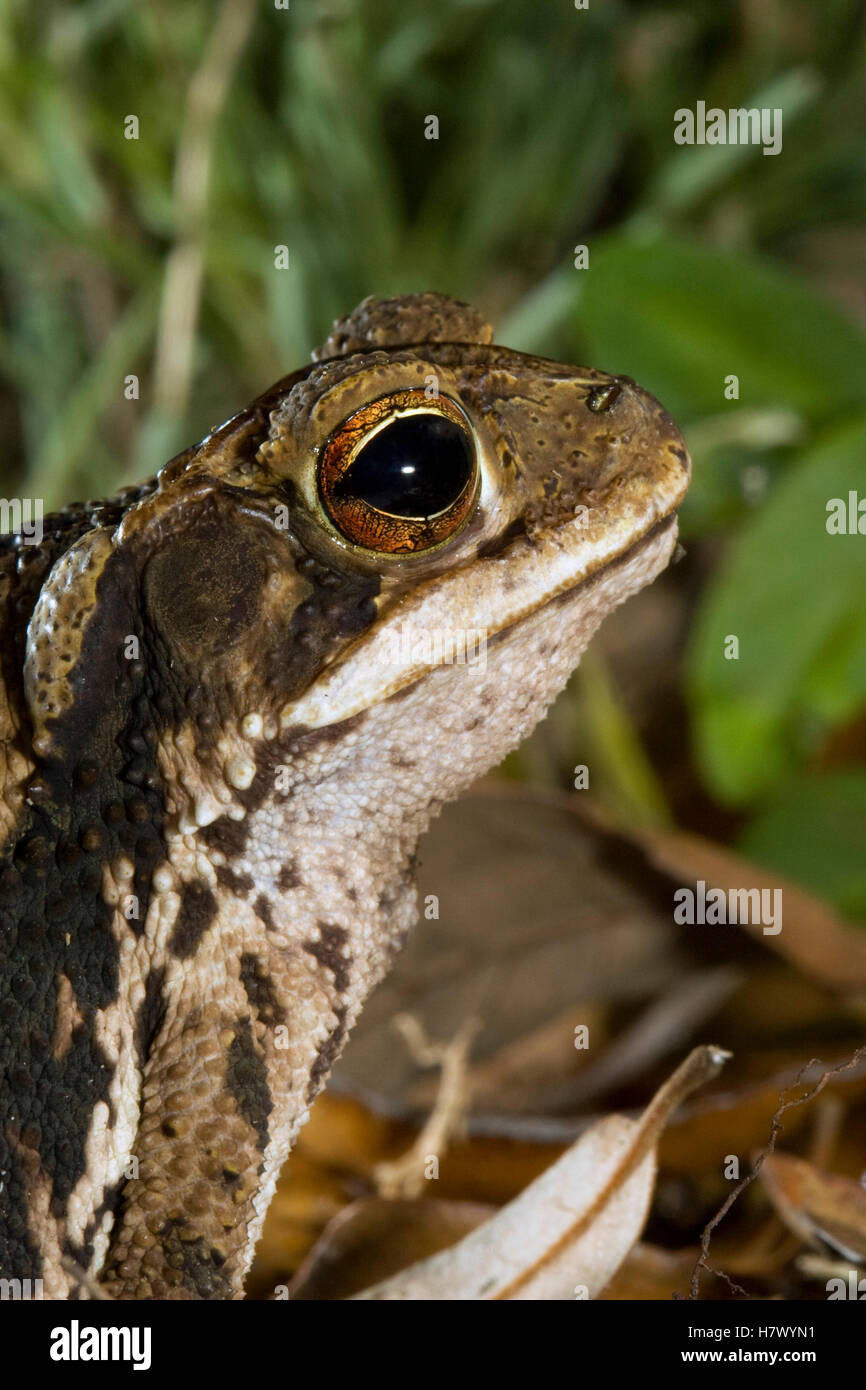 Gulf Coast Toad (Bufo valliceps) profile, Red Corral Ranch, Texas Stock