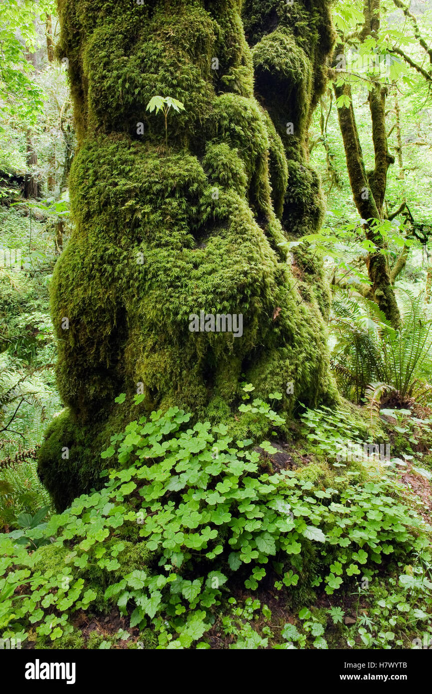Bigleaf Maple (Acer macrophyllum) seedling grows on mossy trunk ...