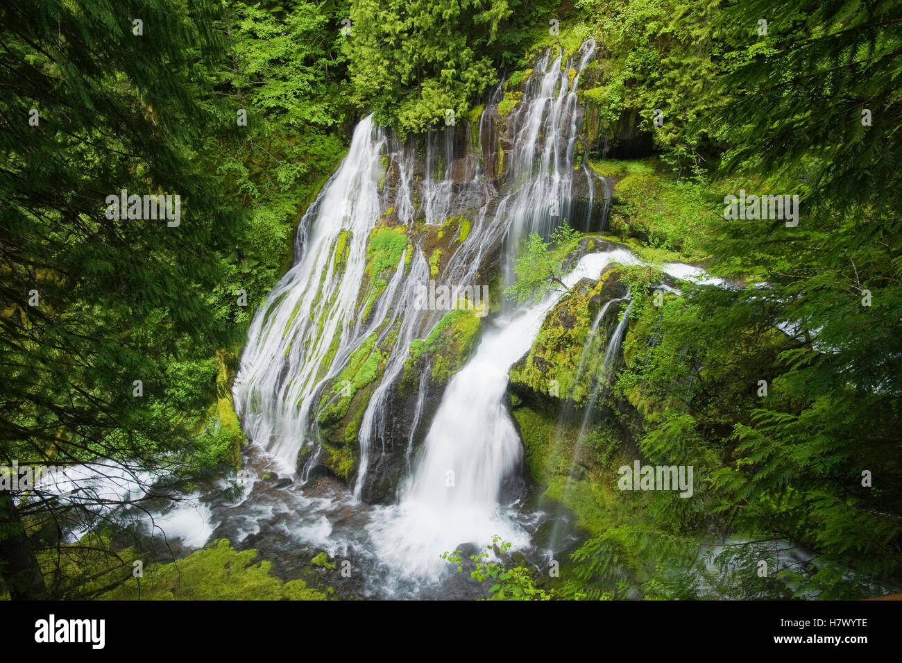 Panther Creek Falls in temperate rainforest, Gifford Pinchot National