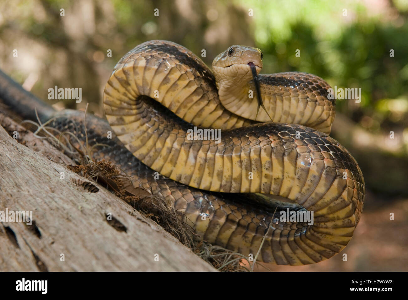 Eastern Rat Snake (Elaphe obsoleta) with extended tongue, Little St ...