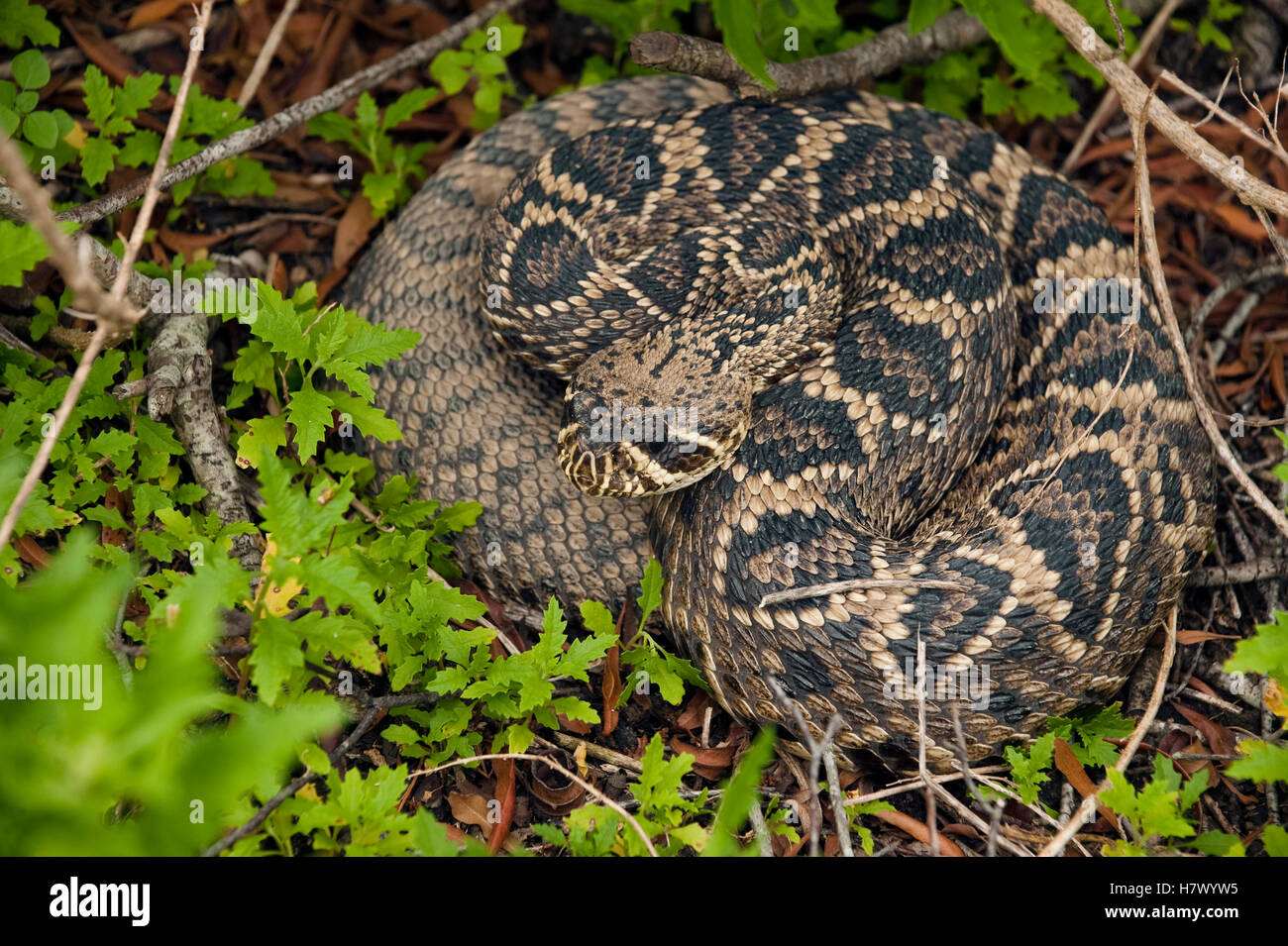 Eastern Diamondback Rattlesnake (Crotalus adamanteus) coiled in leaf litter, Little St. Simon's
