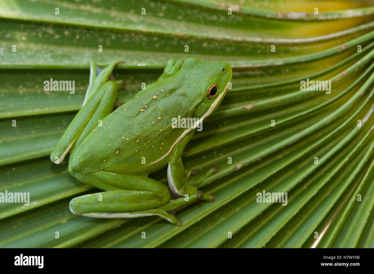 Green Tree Frog (Hyla cinerea) on ribbed leaf, Little St. Simon's Island, Georgia Stock Photo