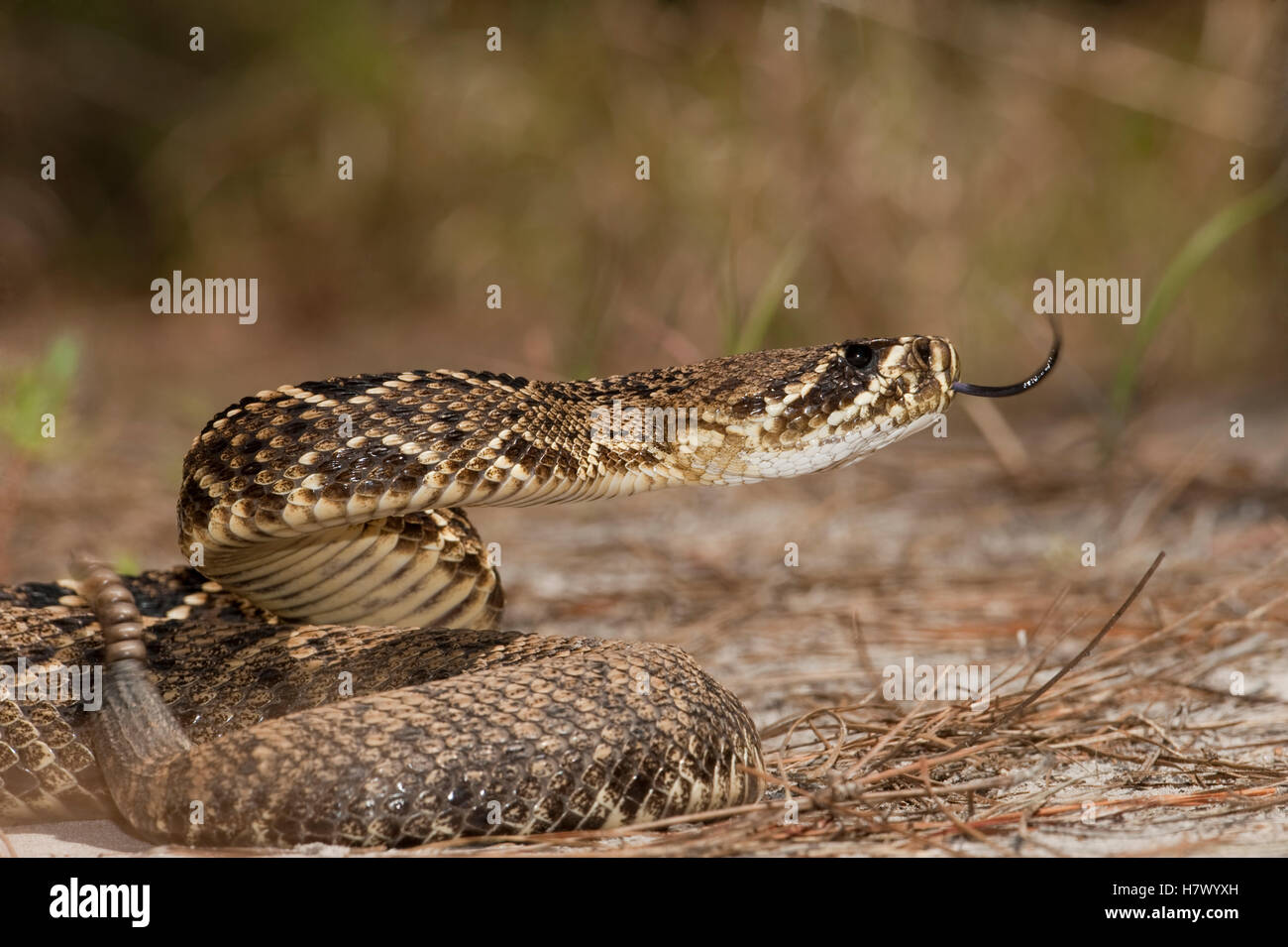Eastern Diamondback Rattlesnake (Crotalus adamanteus) with extended