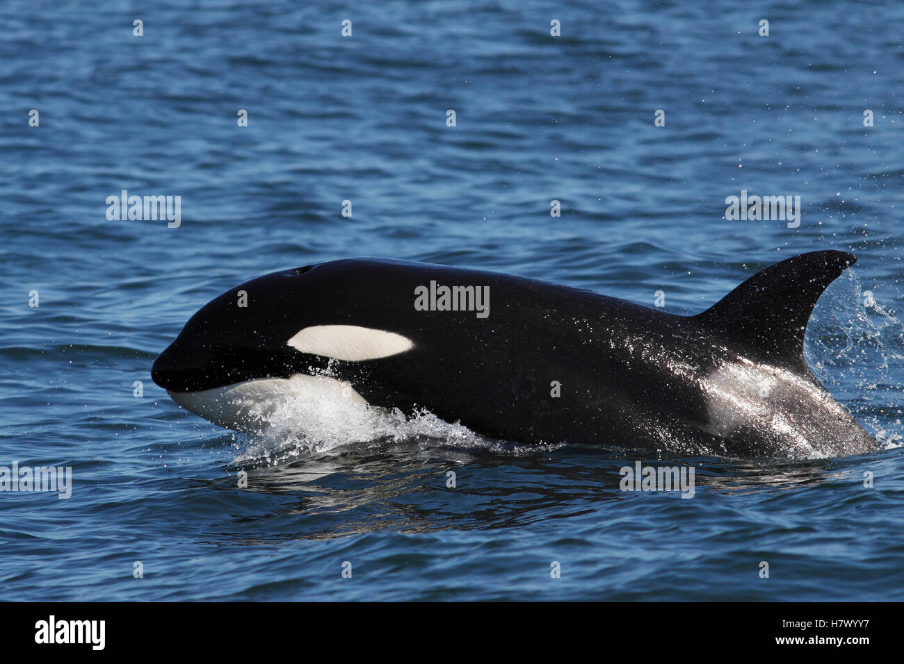 Orca (Orcinus orca) transient surfacing, Monterey Bay, California Stock Photo