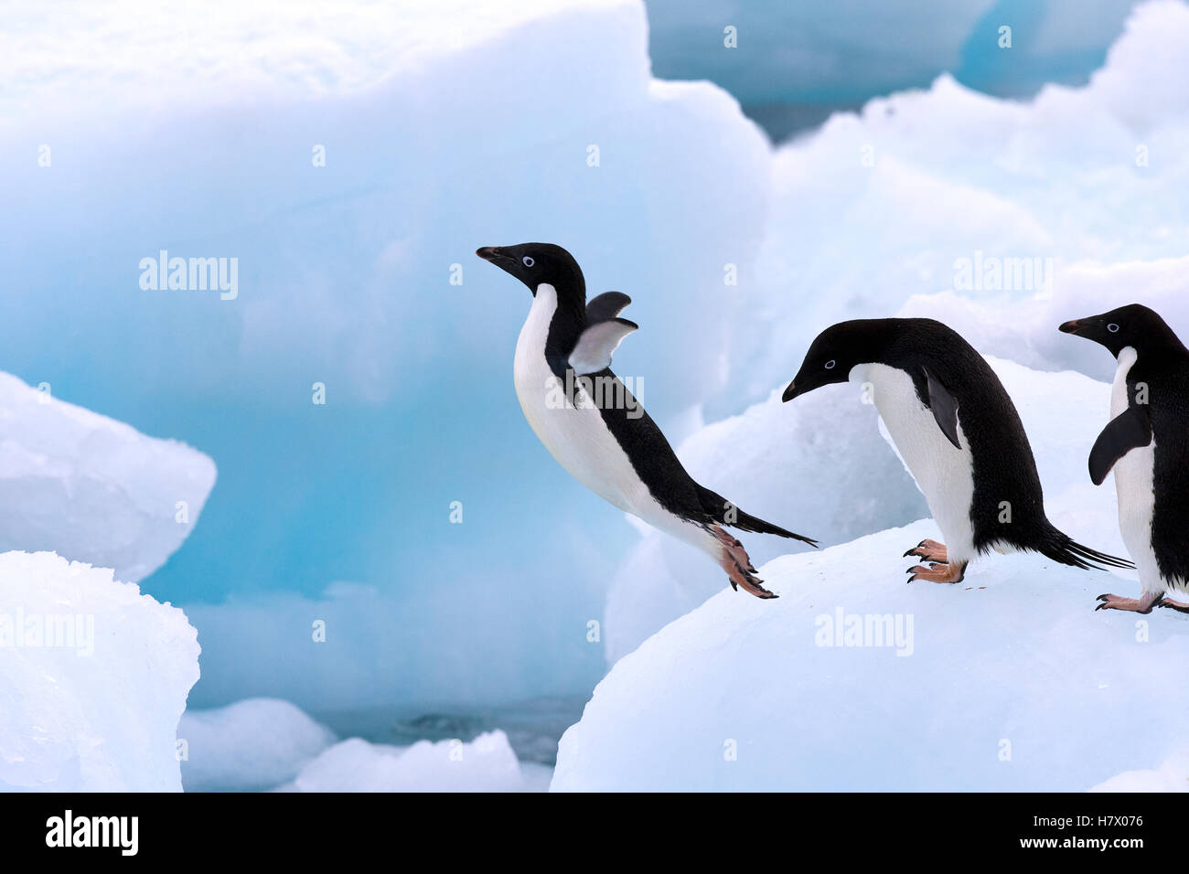 Adelie Penguin (Pygoscelis adeliae) jumping from iceberg, Antarctic ...