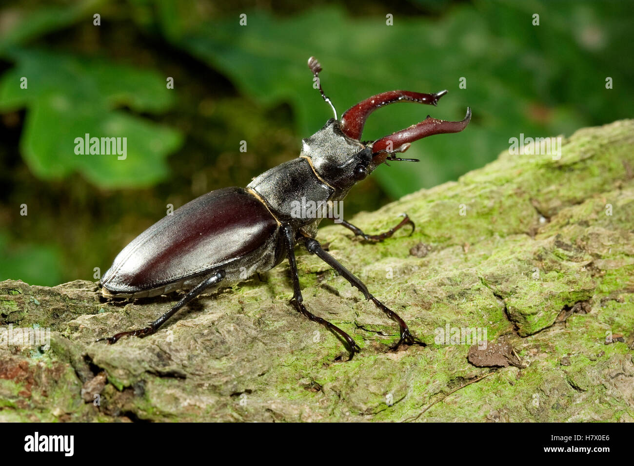 stag-beetle-lucanus-cervus-male-limburg-netherlands-stock-photo-alamy