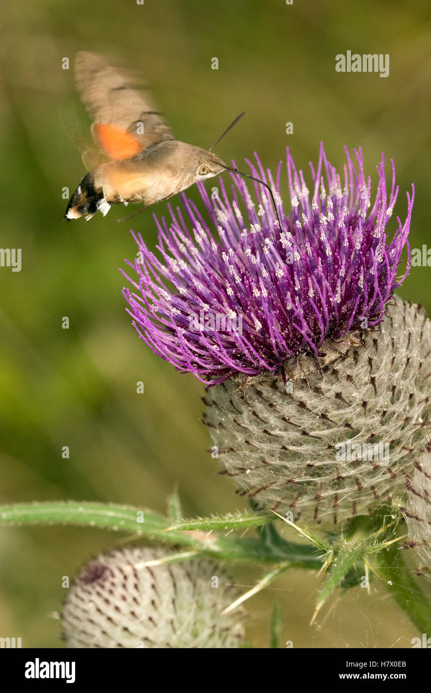 Hummingbird Hawkmoth (Macroglossum stellatarum) getting nectar from
