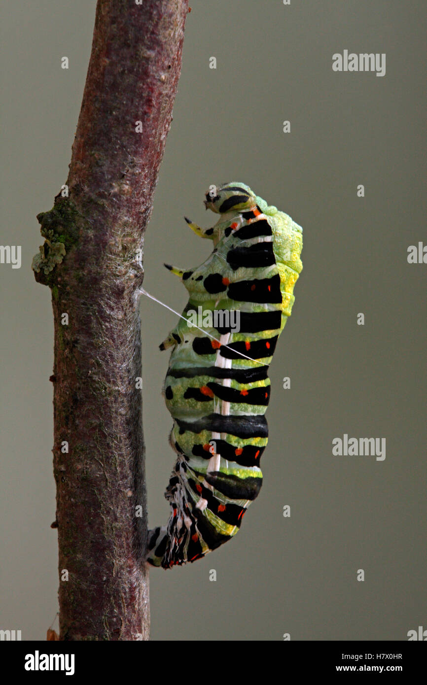 Oldworld Swallowtail (Papilio machaon) caterpillar pupating, Hoogeloon