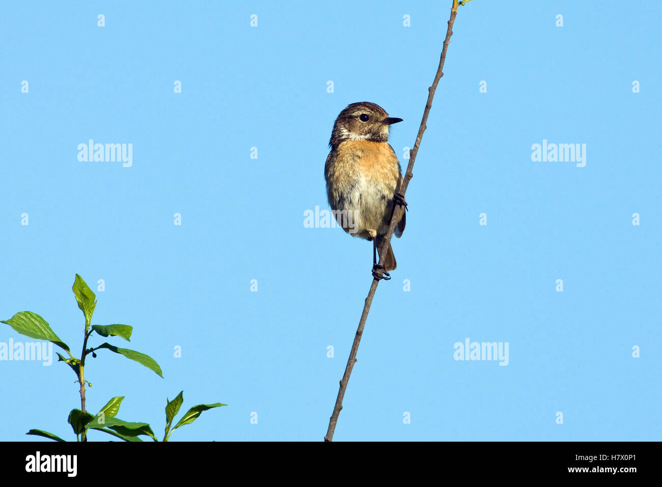 Common Stonechat (Saxicola torquata) male on the lookout, De Groote ...