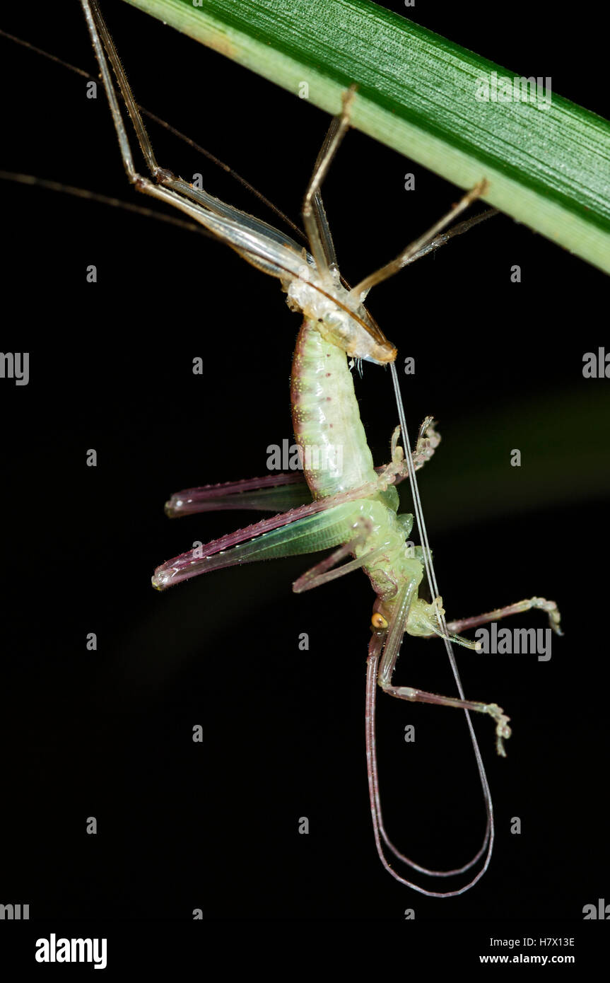 Katydid (Tettigoniidae) molting at night, Colon, Panama Stock Photo - Alamy