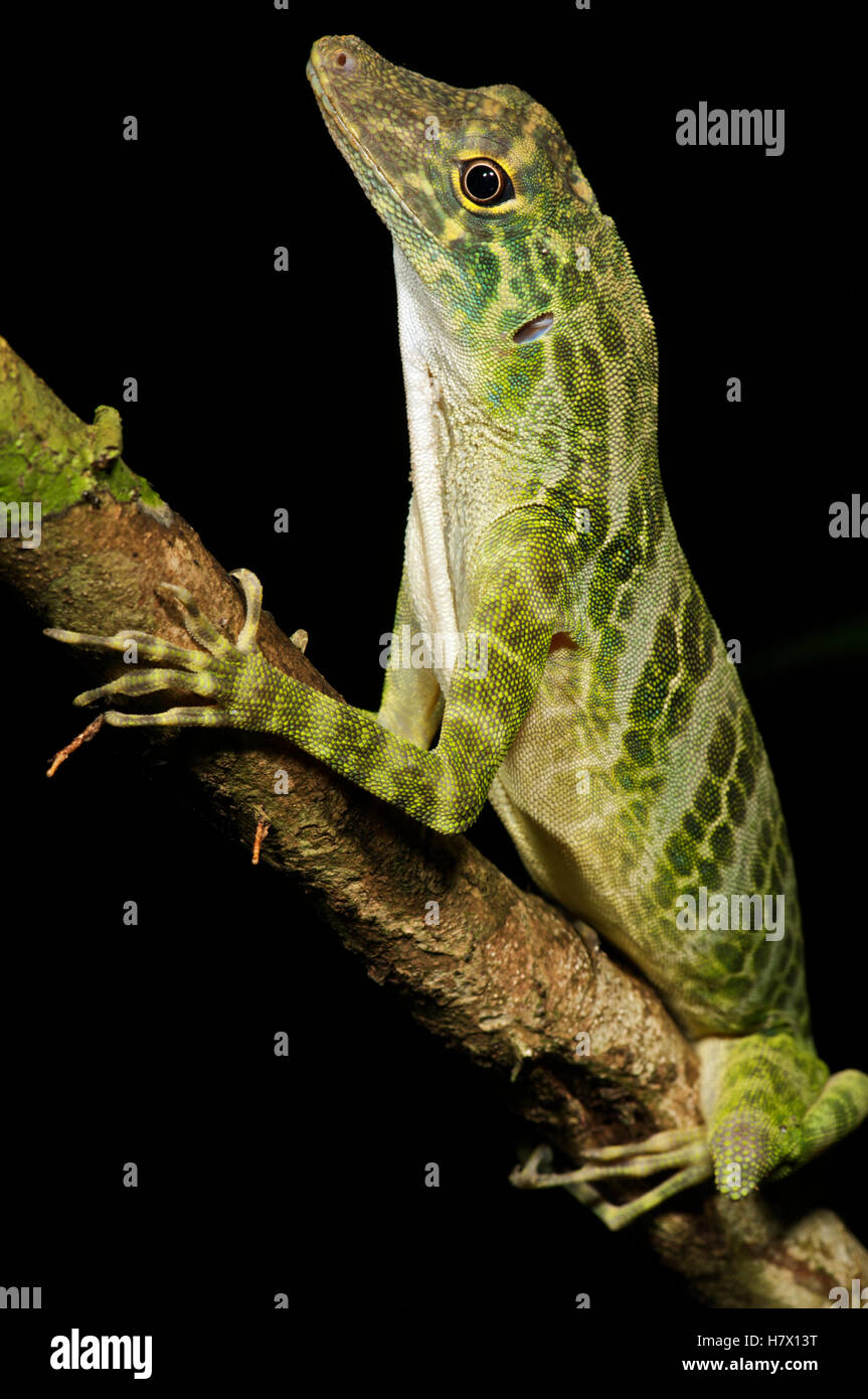 Giant Green Anole (Anolis frenatus) male, Colon, Panama Stock Photo