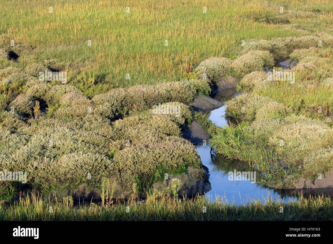 Saltmarsh, Zeeland, Netherlands Stock Photo Alamy