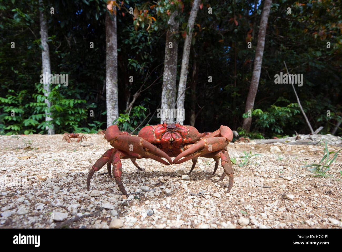 Christmas Island Red Crab (Gecarcoidea natalis), Christmas Island